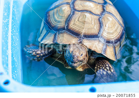 陸亀の温浴 20071855