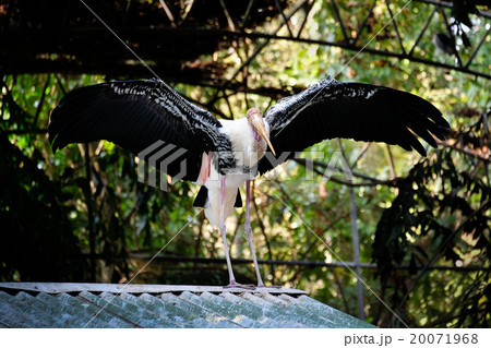 Portrait of painted stork - Big bird 20071968