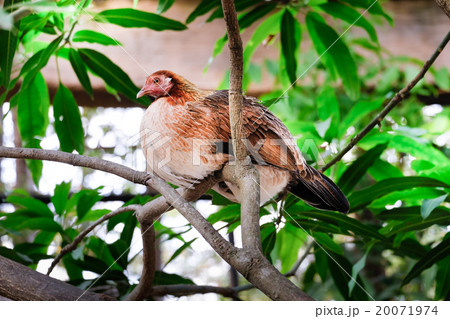 Beautiful chicken on the branch Beautiful chicken on the branch 20071974