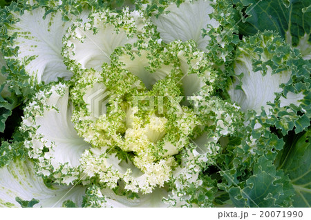 Beautiful closeup shot of lettuce Beautiful closeup shot of lettuce 20071990