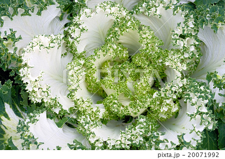 Beautiful closeup shot of lettuce 20071992