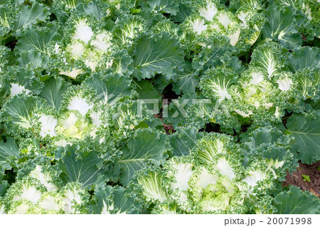 Beautiful closeup shot of lettuce 20071998