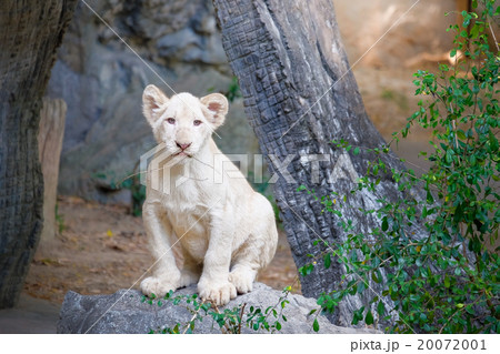 Cute baby white lion on the rock 20072001