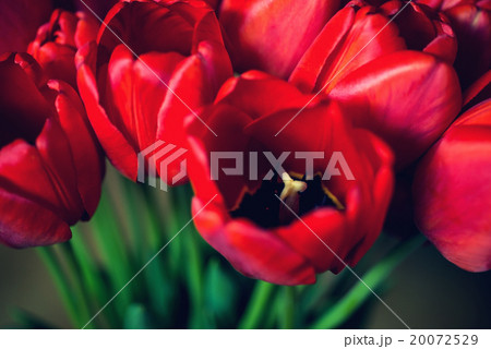 Close up bouquet of beautiful red tulips 20072529