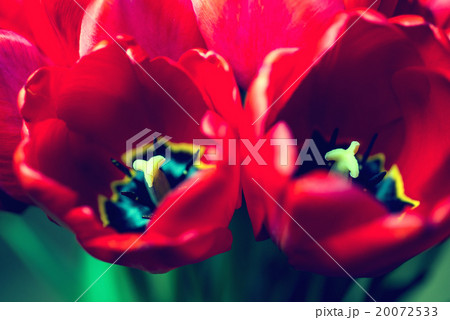 Close up bouquet of beautiful red tulips 20072533