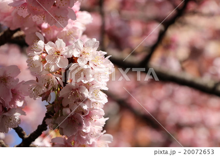 あたみ桜 20072653