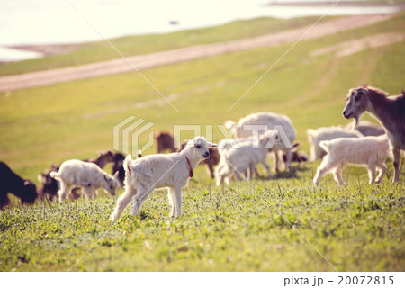 Goats on a green meadow. 20072815