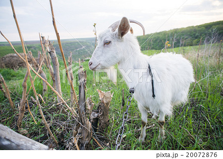Goat on a green meadow. 20072876