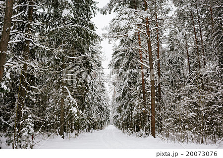 Winter forest background 20073076