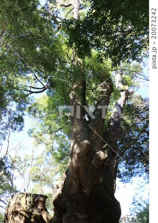 來宮神社の大楠 20073242