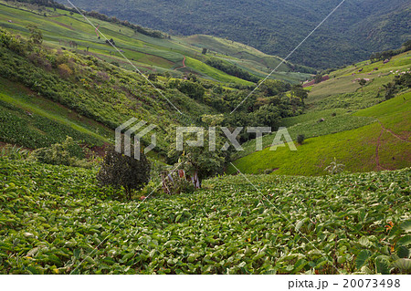 Taro field in mountains,Phechaboon Thailand Taro field in mountains,Phechaboon Thailand 20073498
