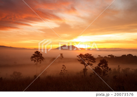 misty morning sunrise at Thung Salang Luang  20073576