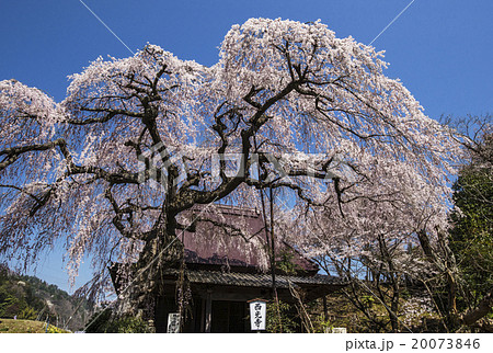 西光寺　桜の名所　奈良の名所 20073846