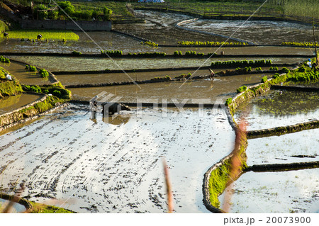 Working In A Paddy Field 20073900