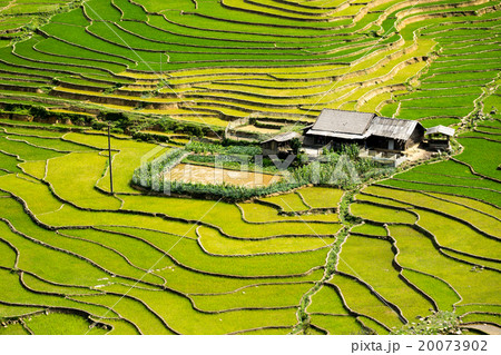Rice Field 20073902
