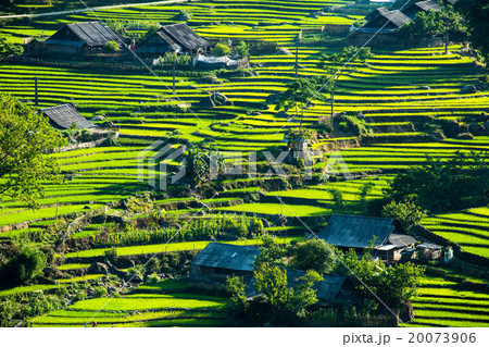 Rice Terrace 20073906