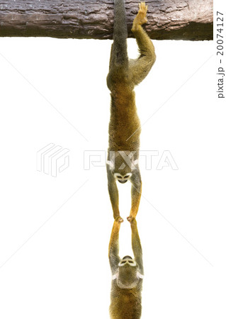 Squirrel monkeys hanging on white background 20074127