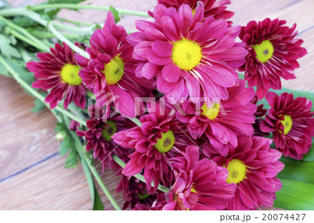 Beautiful Pink Chrysanthemum flower 20074427