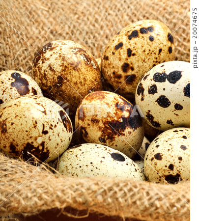 Heap of raw quail eggs on the sacking Heap of raw quail eggs on the sacking 20074675