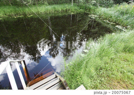 swimming pond and in the forest swimming pond and in the forest 20075067