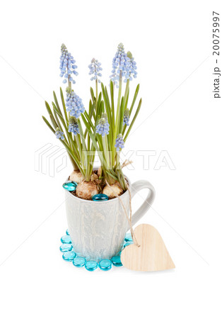 Muscari neglectum with wooden heart shape Valentine 20075997