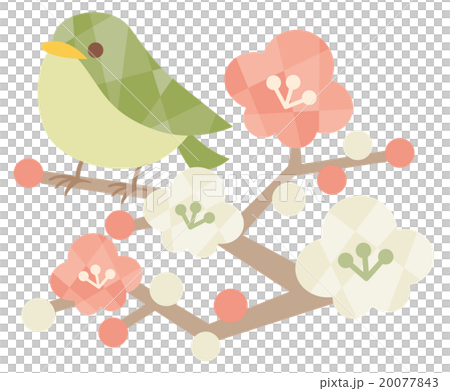梅 ウグイス 梅 ウグイス 20077843