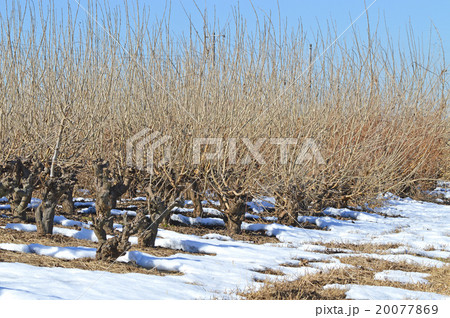 冬の桑畑（枯桑） 20077869