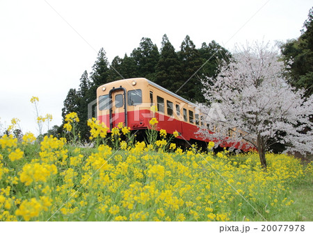 菜の花と桜 20077978