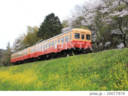 菜の花と桜 菜の花と桜 20077979