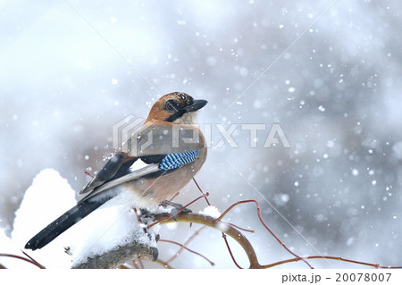 ミヤマカケス ミヤマカケス 20078007