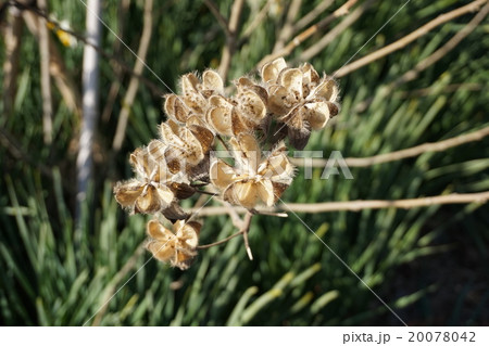 フヨウ 芙蓉 種 フヨウ 芙蓉 種 20078042