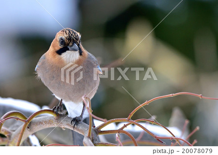 ミヤマカケス ミヤマカケス 20078079