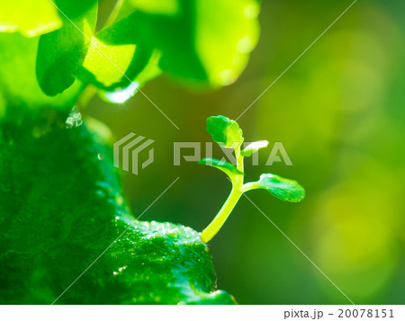 幸せの葉っぱ 20078151