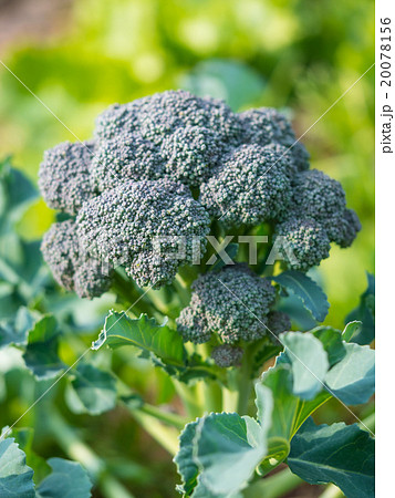 家庭菜園のブロッコリー 家庭菜園のブロッコリー 20078156