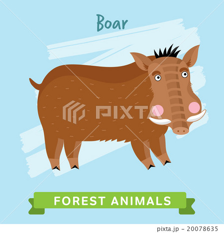 Boar Vector, forest animals.  20078635