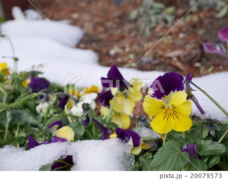 健気に咲くパンジー 健気に咲くパンジー 20079573
