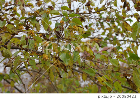 カンレンボクの実 20080423