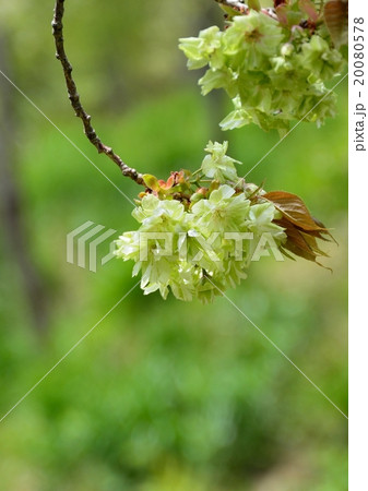 緑色の花を咲かせる御衣黄桜 20080578