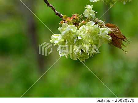 緑色の花を咲かせる御衣黄桜 20080579