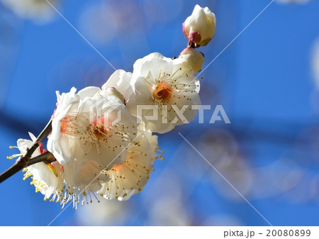 白梅の花咲く 白梅の花咲く 20080899