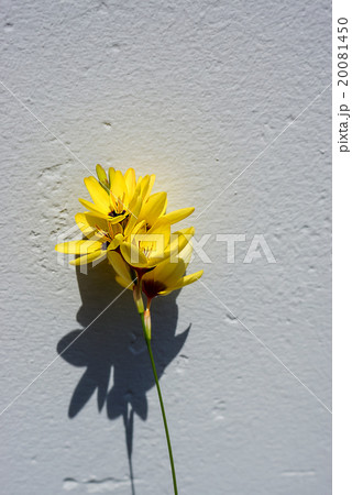 beautiful ixia flower in garden japan 20081450