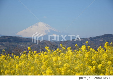 菜の花畑と富士山 20081851