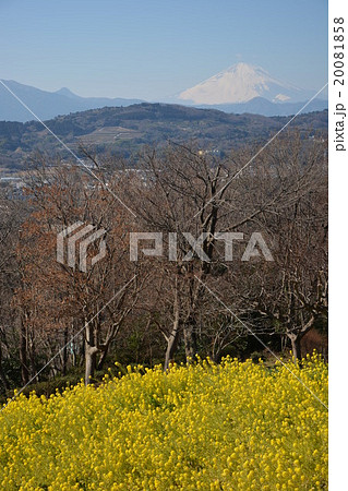 菜の花畑と富士山 菜の花畑と富士山 20081858