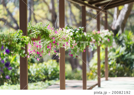 Pretty pink and purple flowers in hanging basket Pretty pink and purple flowers in hanging basket 20082192