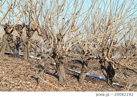 冬の桑畑(枯桑) 冬の桑畑(枯桑) 20082292