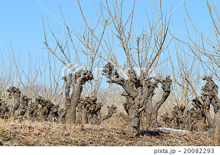 冬の桑畑（枯桑） 20082293