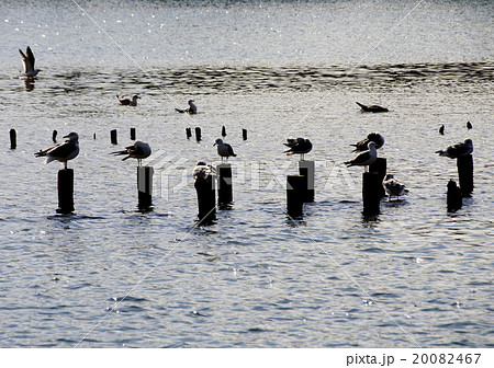 カモメ 休息 河口 カモメ 休息 河口 20082467