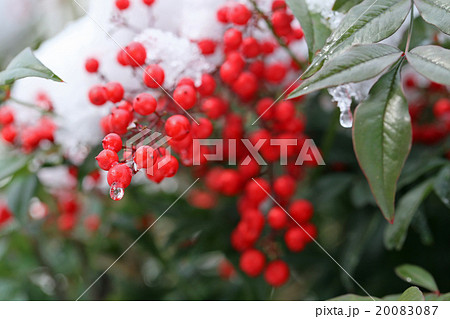 南天と雪 20083087