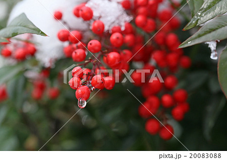 南天と雪 20083088