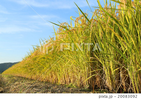 実った稲 20083092